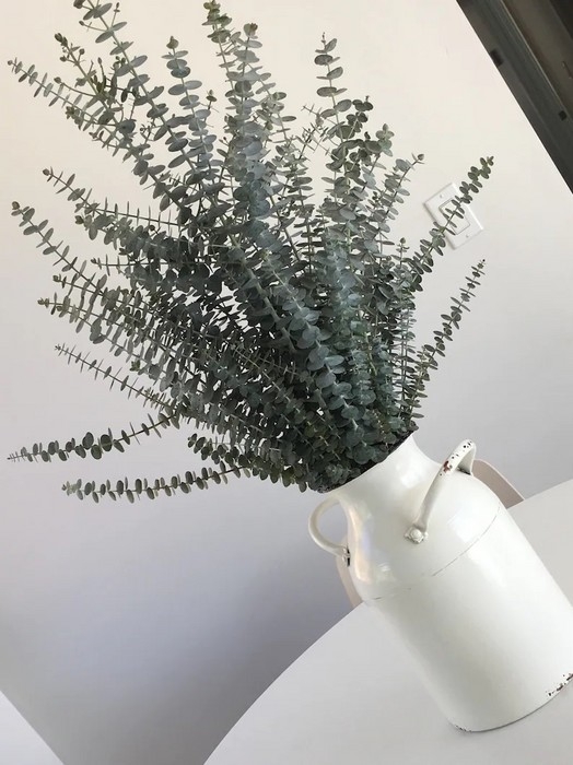 Bouquet Eucalyptus Baby Blue Frais