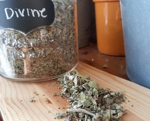 PETITE TISANE DIVINE