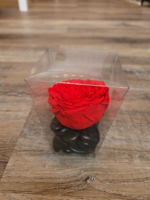 Rose éternelle individuelle - Rouge