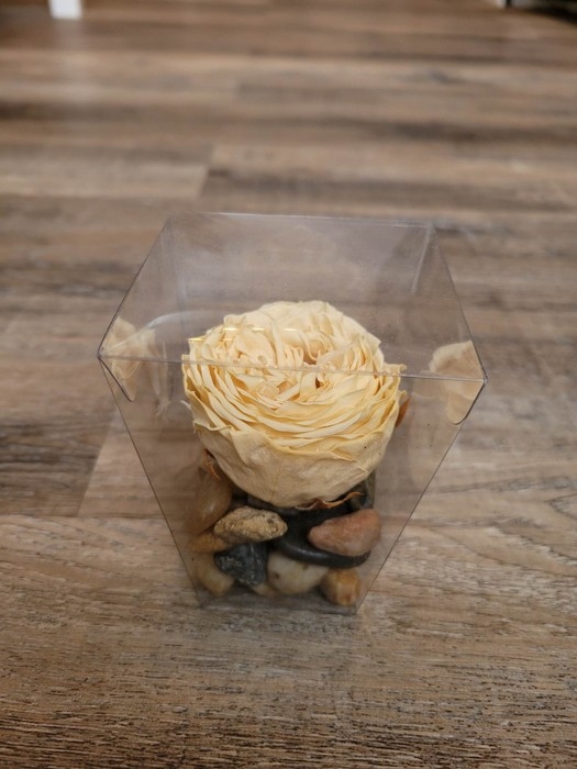 Rose éternelle individuelle - Ivoire