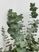 Bouquets d'eucalyptus frais - True Blue