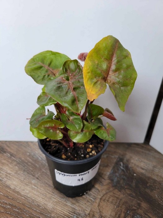 Plante - Syngonium Merry Maria