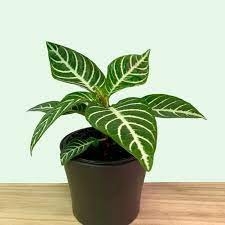 Plante - Zèbre