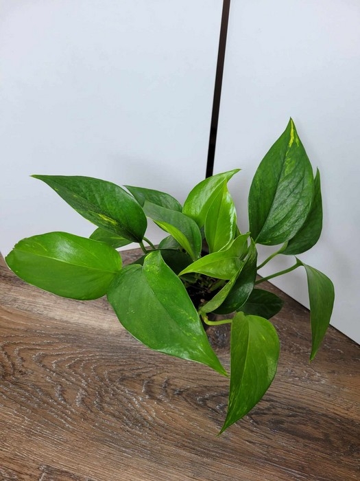Plante - Golden Pothos