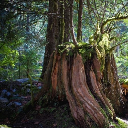 Déodorant - Bois de cèdre - Musc