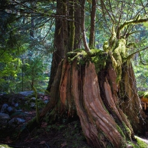 Déodorant - Bois de cèdre - Musc