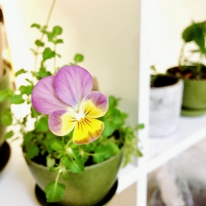 Minipots de fleurs - Pensée comestible
