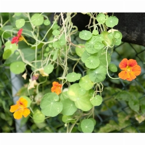 Minipots de fleurs - Mélange de capucines