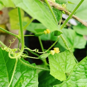 Minipots de Cucamelon