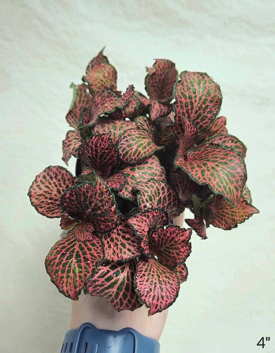 Plante - Fittonia Rouge
