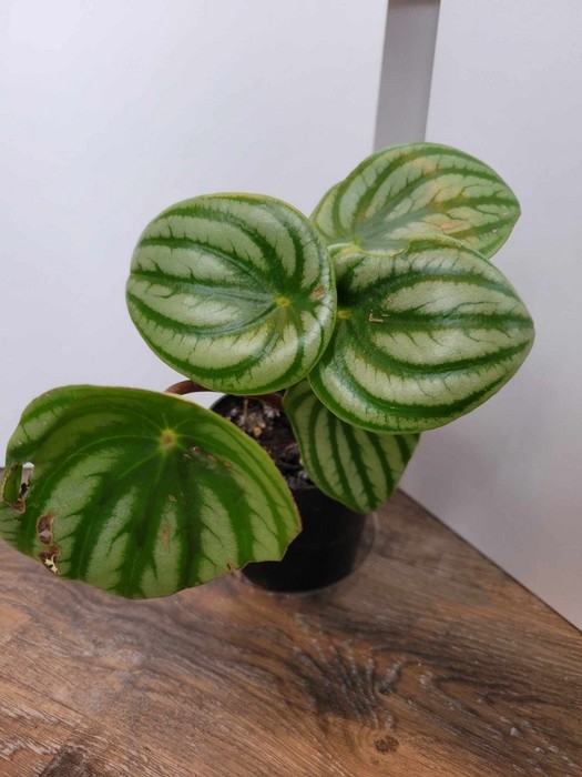 Plante - Peperomia Water Melon