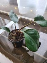 Plante - Philodendron Congo Rouge