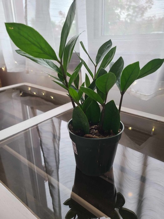 Plante - Zamioculcas ZZ