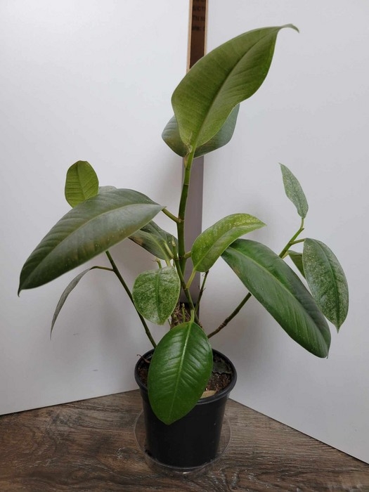 Plante - Ficus Vert