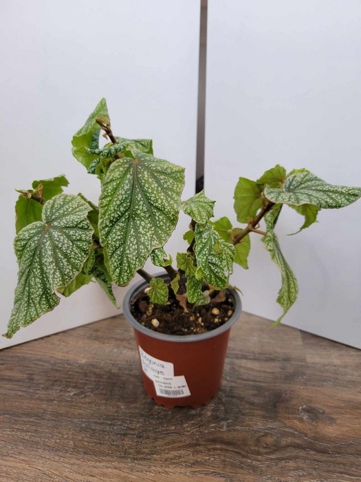 Plante - Bégonia