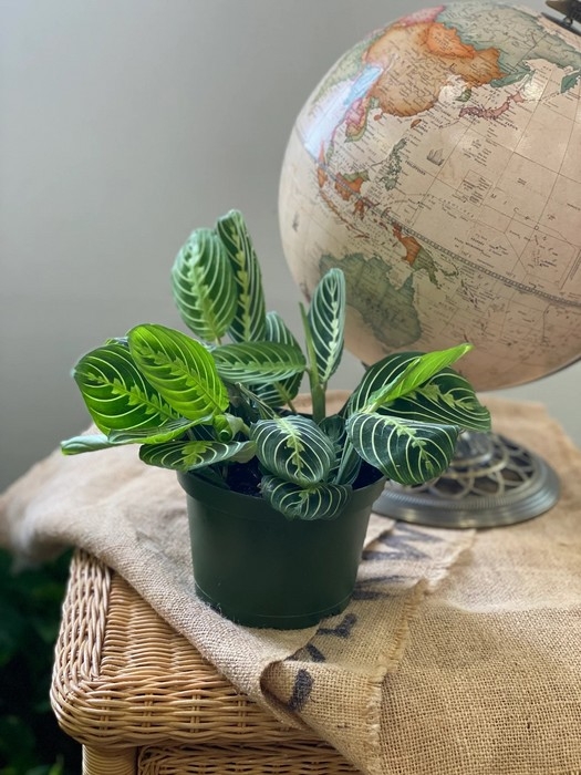 Plante - Maranta Lemon Lime